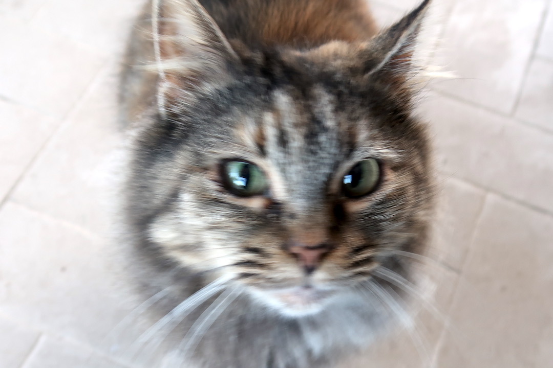 燃え上がる夕雲と猫とゴルゴンゾーラ_f0234936_06550644.jpeg