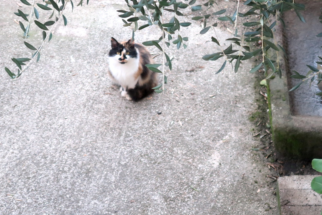 燃え上がる夕雲と猫とゴルゴンゾーラ_f0234936_07001779.jpeg
