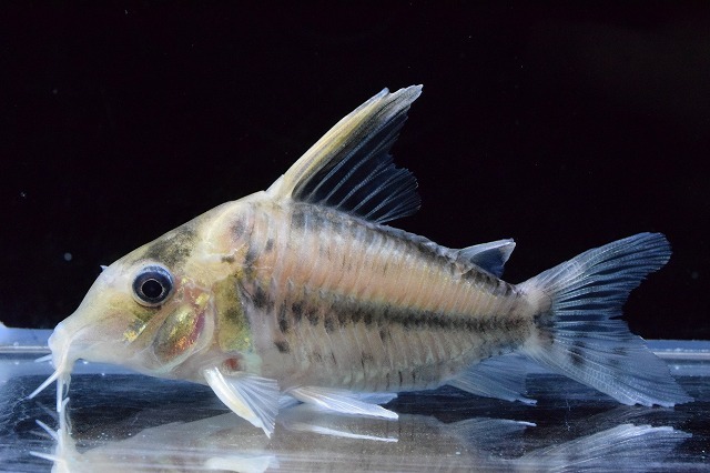 コリドラススーパープルケール : アクア エフ の入荷情報