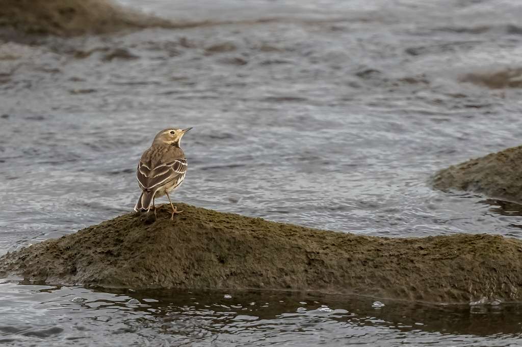 タヒバリ_f0044056_15524803.jpg