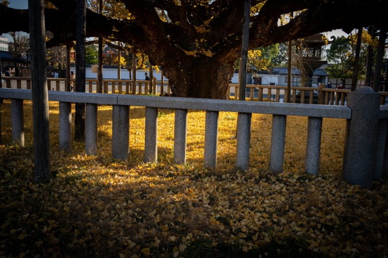 「黄葉（こうよう）を求めて　－西本願寺から東本願寺へ－」_c0067168_17425903.jpg