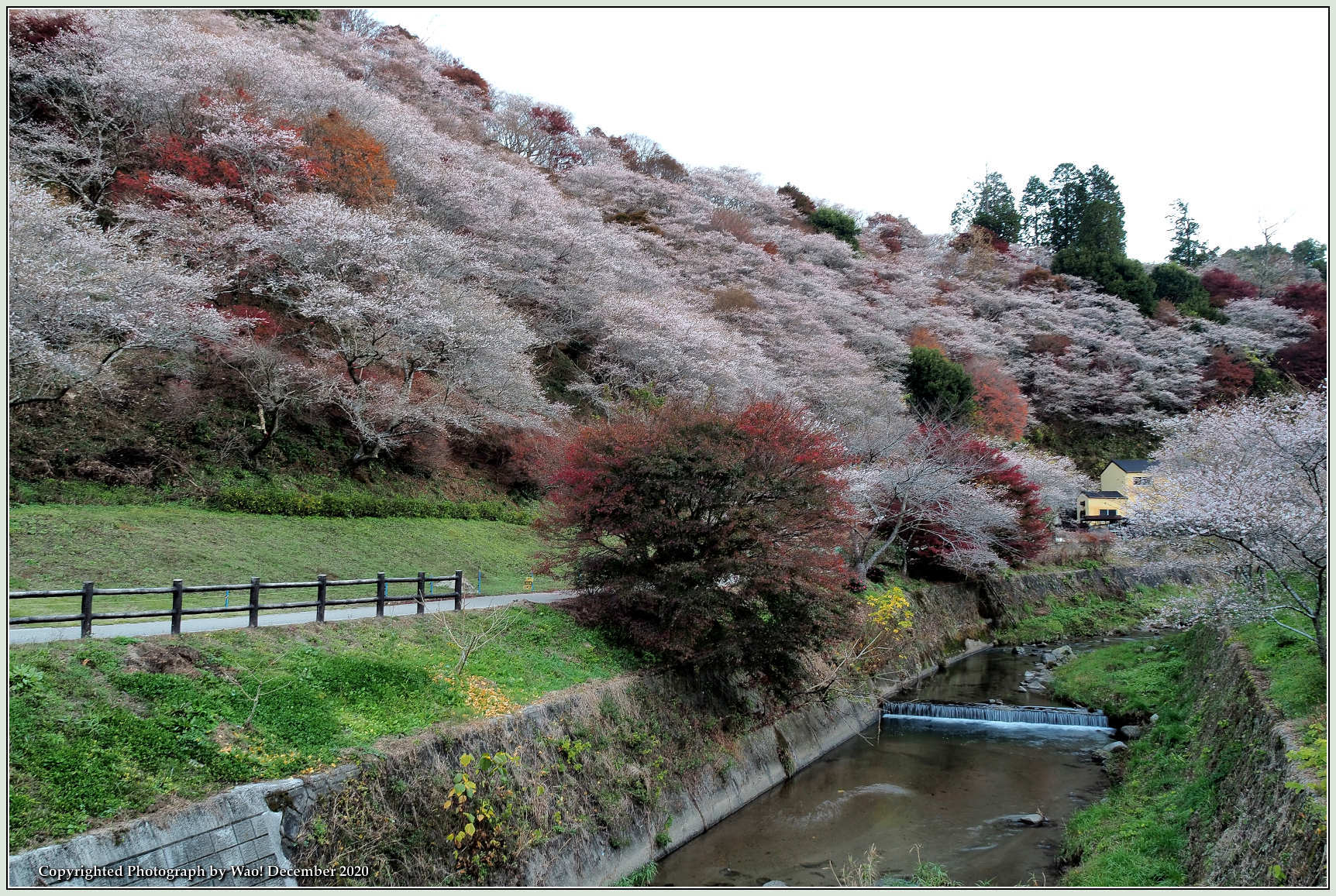 四季桜と紅葉のコラボレーション １ 野鳥の素顔 野鳥と日々の出来事