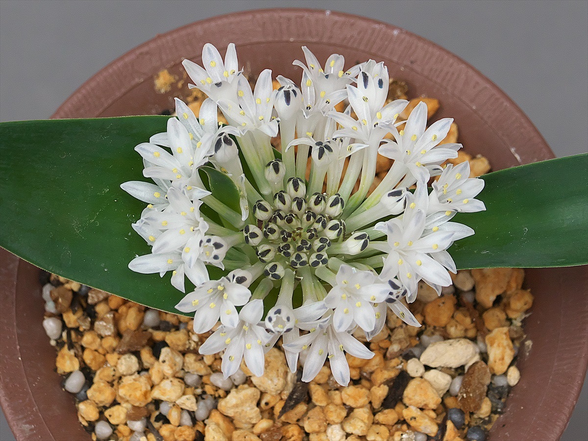 Polyxena ensifolia その2 : 花咲かじいちゃん洋らん栽培