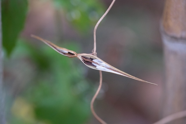 種髪 をつけた種子 12 2 オオカモメヅル テイカカズラ ガガイモ 舞岡公園の自然２