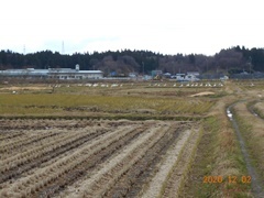 日赤病院周辺の田園地帯で、羽を休めるハクチョウの群れ。_b0080882_19472678.jpg