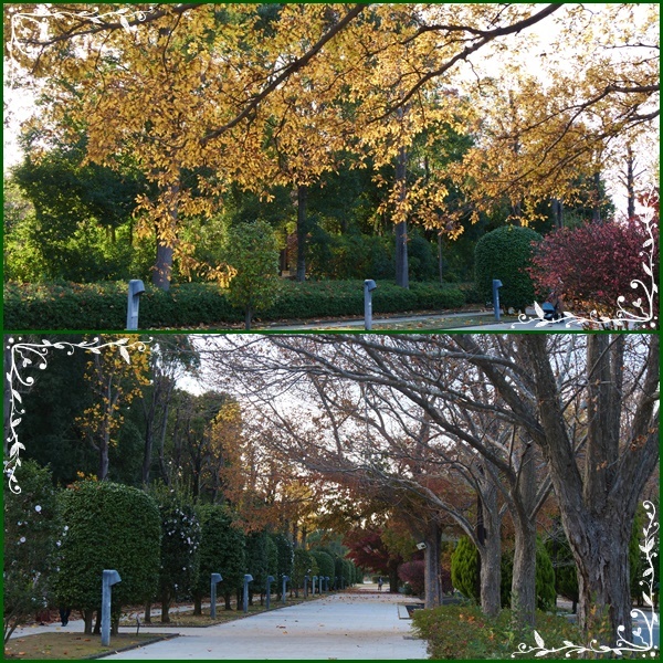 千葉・柏の葉公園の散策ヽ(^o^)丿_b0364186_22085398.jpg