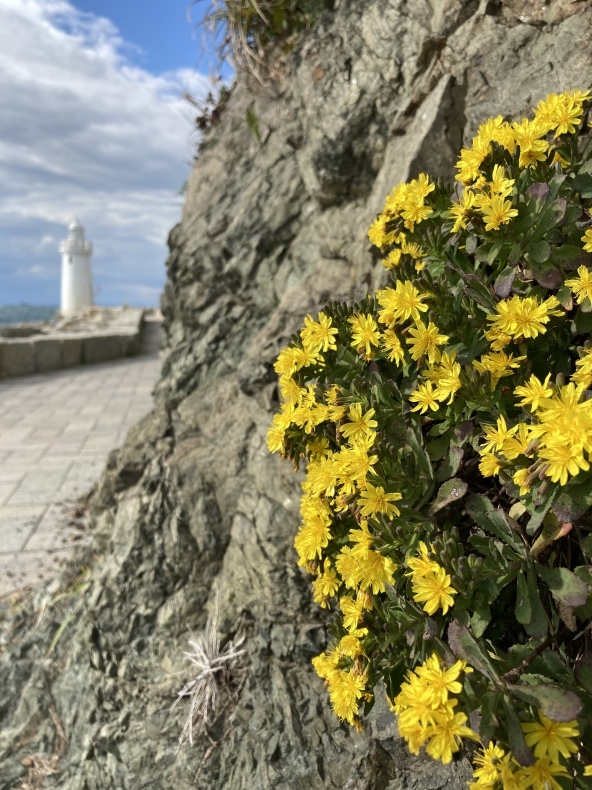 渥美半島 麦の花