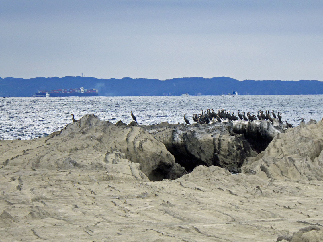 2020年11月29日(日)横瀬島〜城ケ島1周_b0117718_00122347.jpg