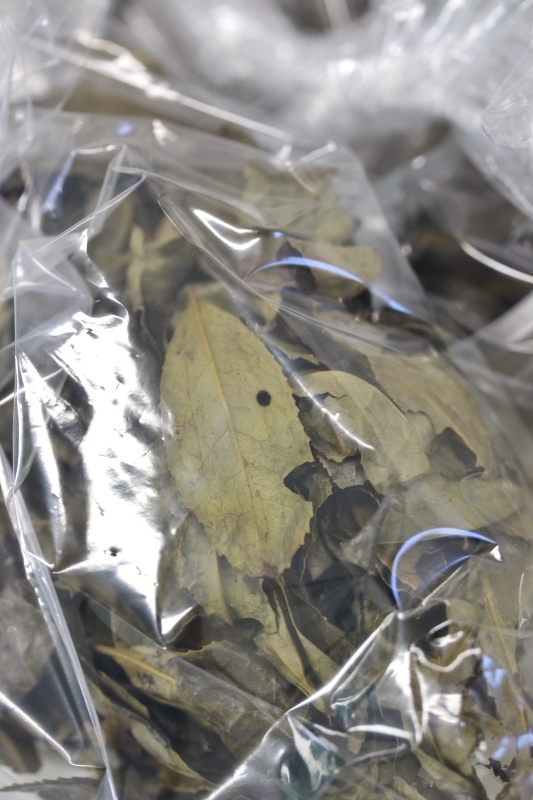楽しく学ぶおいしい日本茶②_b0220318_18094315.jpg
