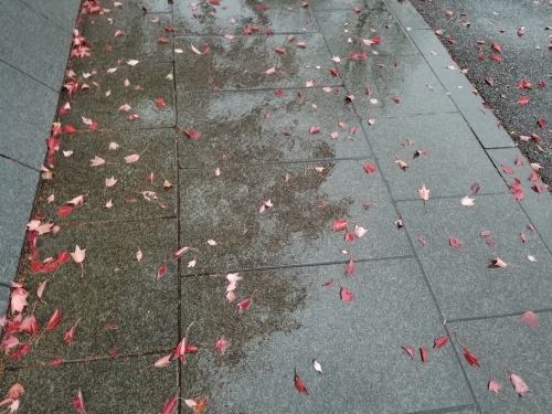 雨の公園でアンデスの乙女に会った_e0016828_10490877.jpg