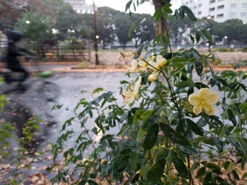 雨の公園でアンデスの乙女に会った_e0016828_10504834.jpg
