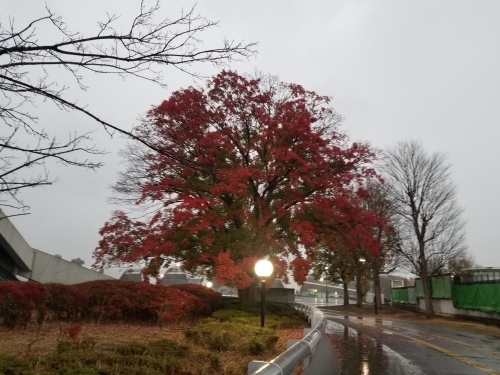 雨の公園でアンデスの乙女に会った_e0016828_11105657.jpg