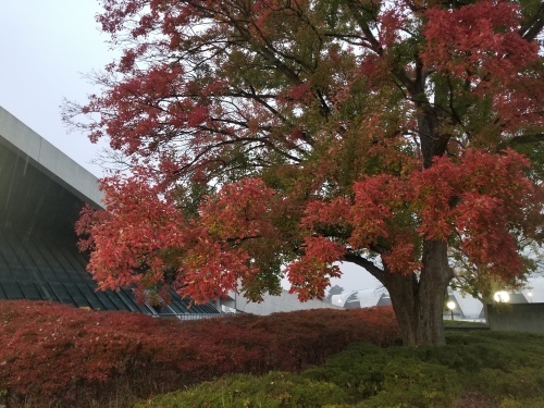 雨の公園でアンデスの乙女に会った_e0016828_11153673.jpg