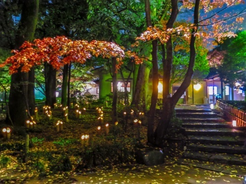 12 2雨中の紅葉ライトアップ 大田黒公園 ダイヤモンド 追っかけ記録