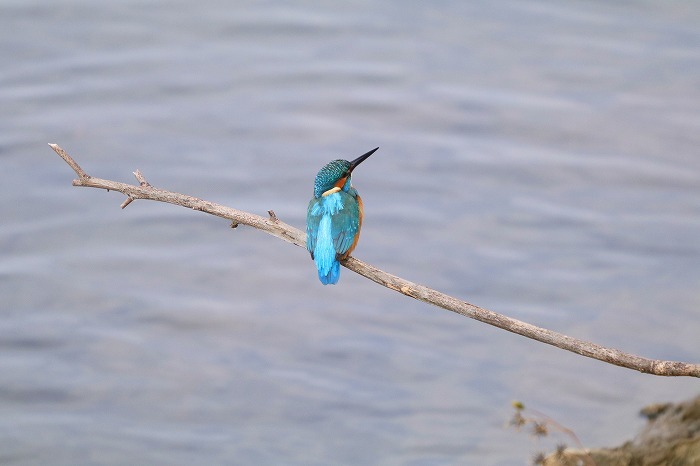 青い鳥はカワセミ_f0327034_21342560.jpg