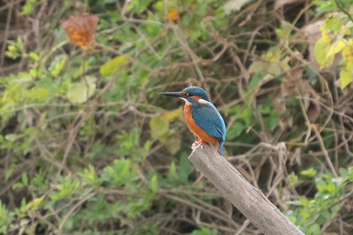 青い鳥はカワセミ_f0327034_21374372.jpg