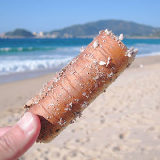 日本海イロイロ来ています 白樺ウキ Beachcomber S Logbook