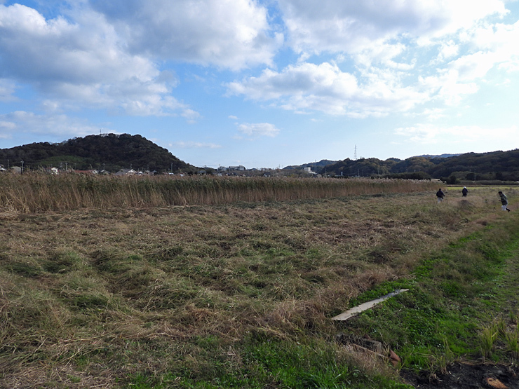 タヒバリ_f0214649_04595150.jpg