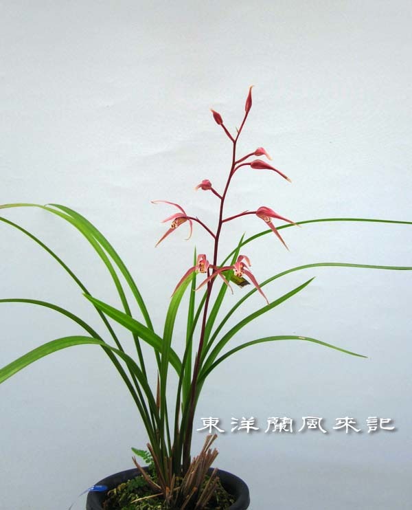 土佐寒蘭「日光」 No．2065 : 東洋蘭風来記奥部屋