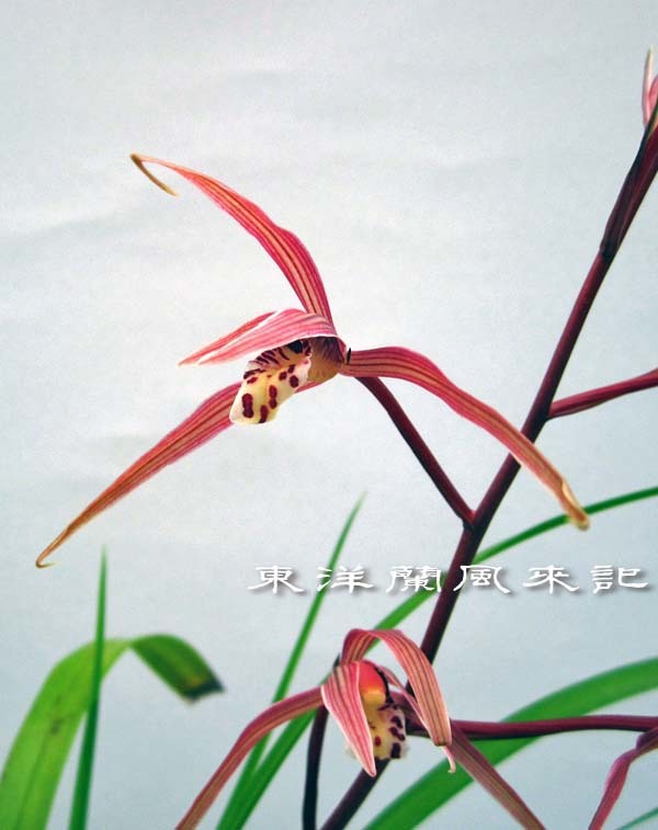 土佐寒蘭「日光」 No．2065 : 東洋蘭風来記奥部屋