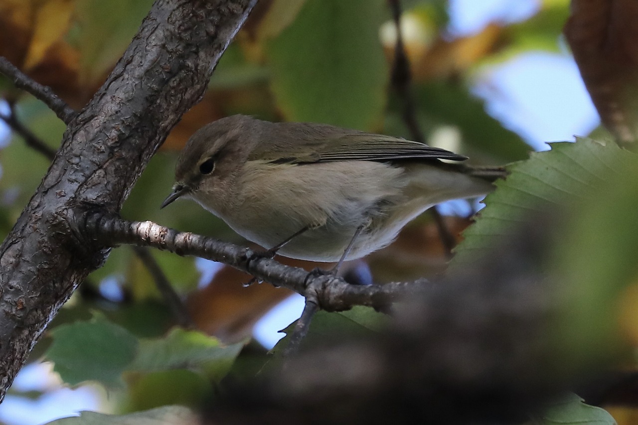 たぶん チフチャフ 葛西臨海公園 11 30 東京いきもの雑記帳