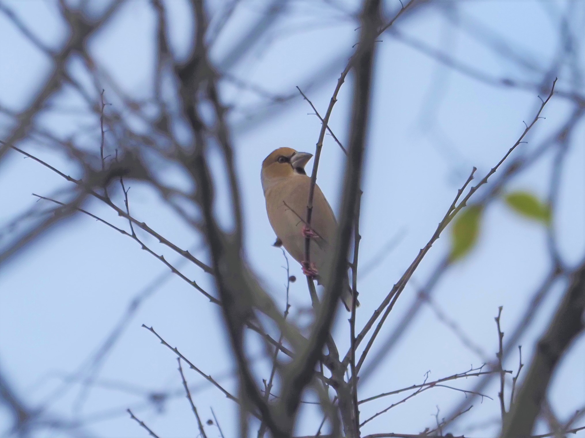 かわせみの里周辺の野鳥情報 水元かわせみの里水辺のふれあいルーム