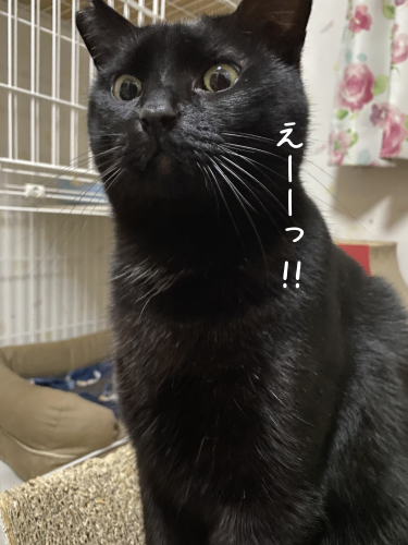 やってもたな、はる(⌒-⌒; )_a0216583_12113137.png