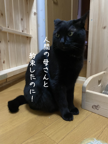 やってもたな、はる(⌒-⌒; )_a0216583_12113494.png