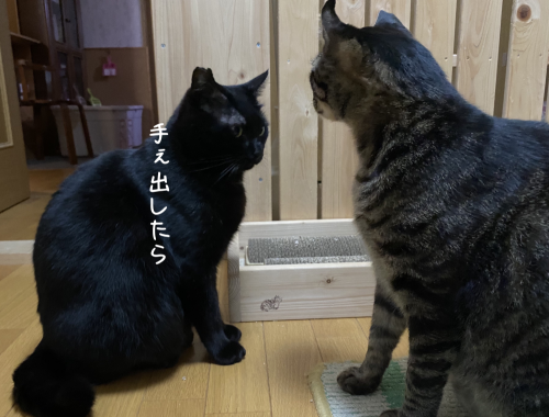 やってもたな、はる(⌒-⌒; )_a0216583_12114051.png