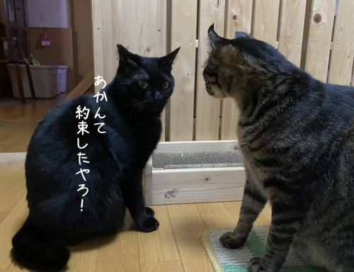 やってもたな、はる(⌒-⌒; )_a0216583_12114358.png