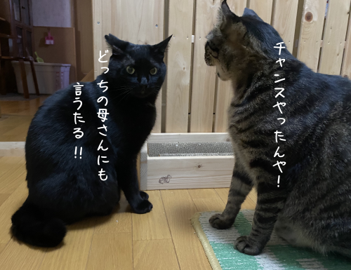 やってもたな、はる(⌒-⌒; )_a0216583_12114627.png