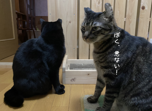 やってもたな、はる(⌒-⌒; )_a0216583_12114932.png
