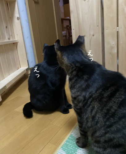 やってもたな、はる(⌒-⌒; )_a0216583_12115289.png