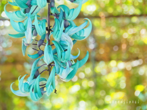 03沖縄 神秘の花 ヒスイカズラを見に Green Floral