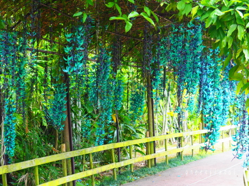 03沖縄 神秘の花 ヒスイカズラを見に Green Floral