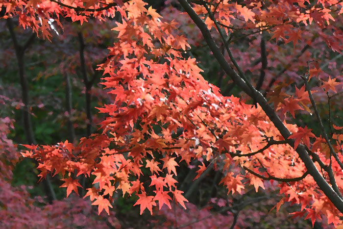 そろそろ終演…！　＜紅黄葉＞_e0248688_17280473.jpg