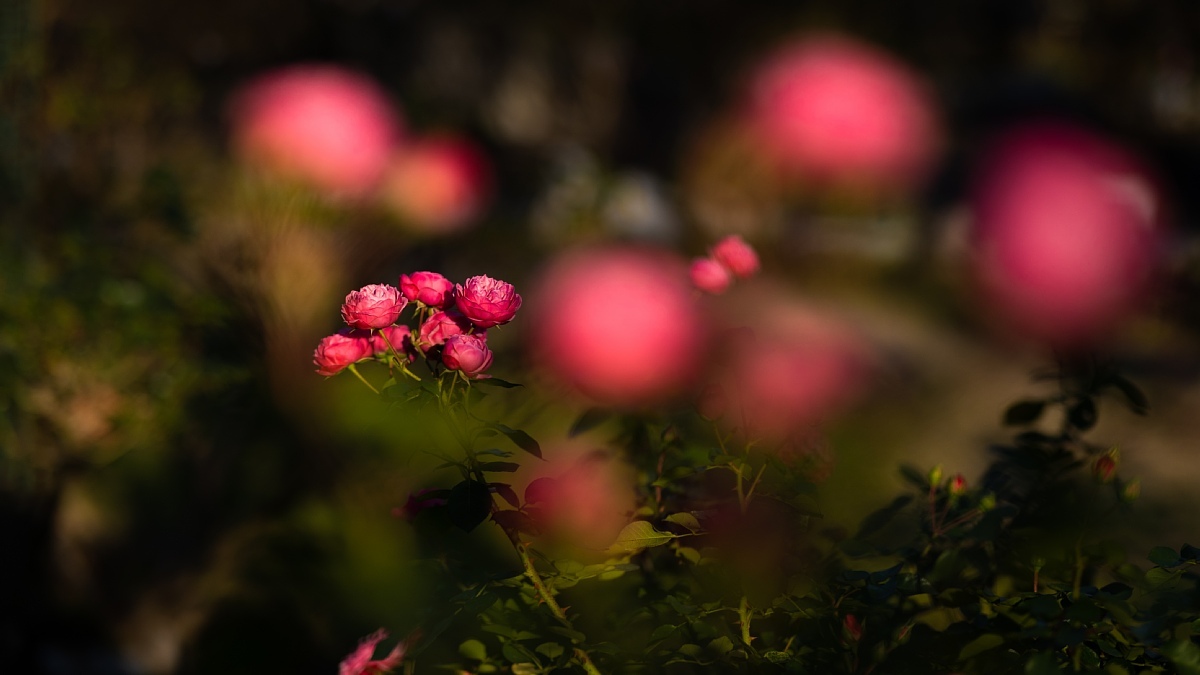 師走の薔薇_d0353489_19432250.jpg