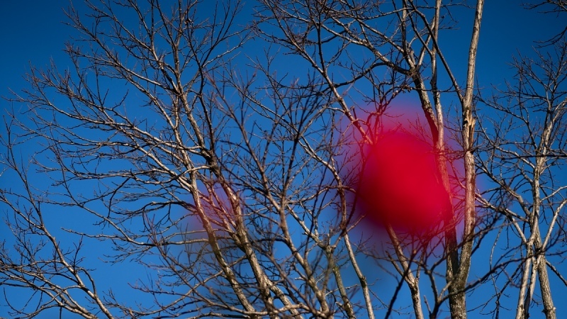 師走の薔薇_d0353489_19433095.jpg