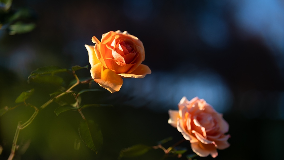 師走の薔薇_d0353489_19433377.jpg