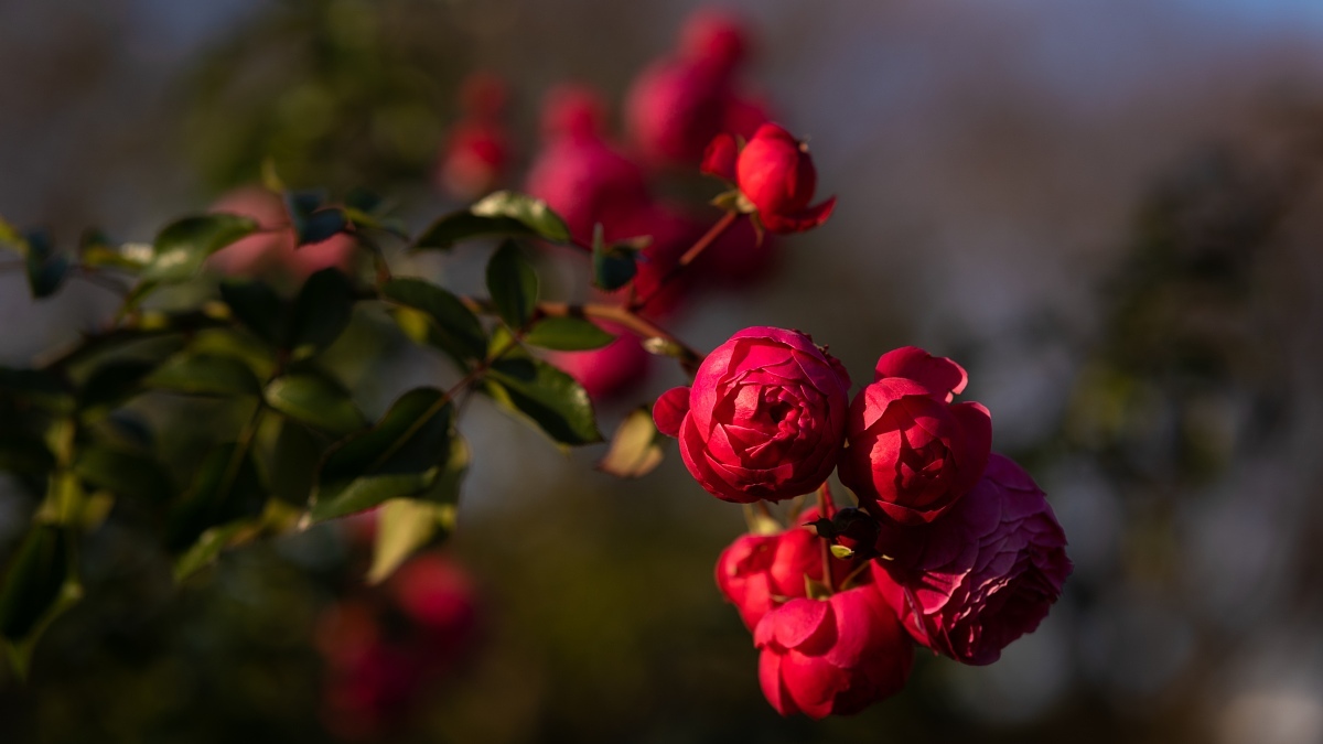 師走の薔薇_d0353489_19443055.jpg