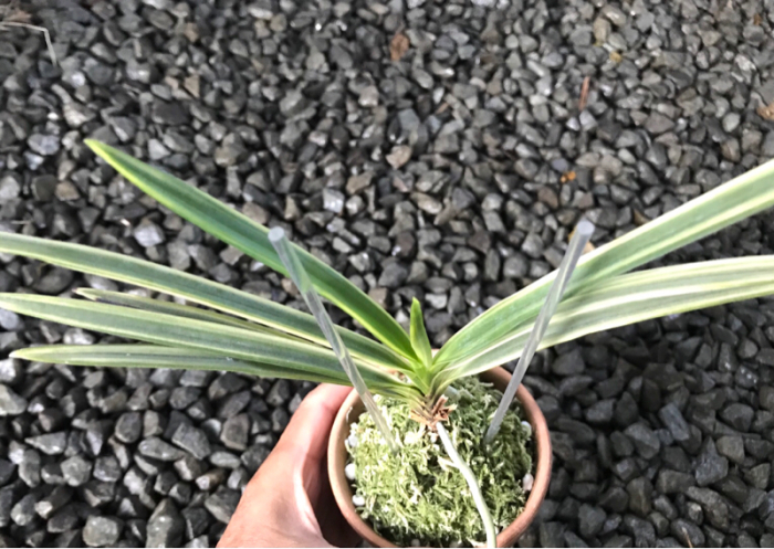 湖東錦 : □ サムライ オーキッド □ 富貴蘭 セレクトショップ