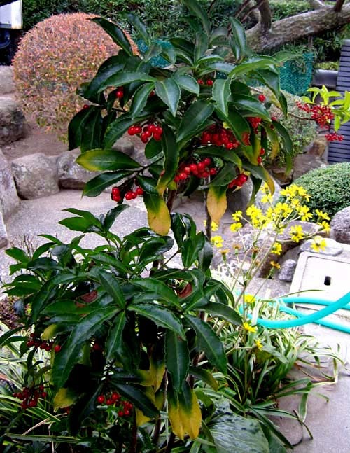 土佐寒蘭「日光」 No．2065 : 東洋蘭風来記奥部屋