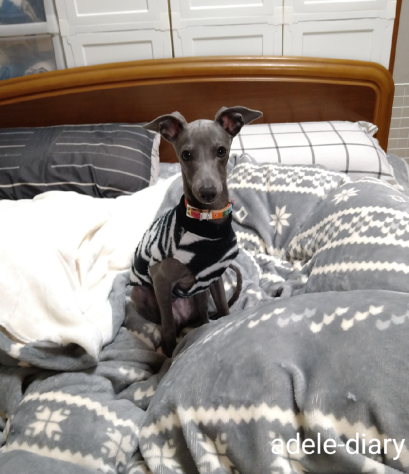 寝てばかり イタグレ 息子犬adele Lucaとの奮闘記 寝てばかり イタグレ 息子犬adele Lucaとの奮闘記