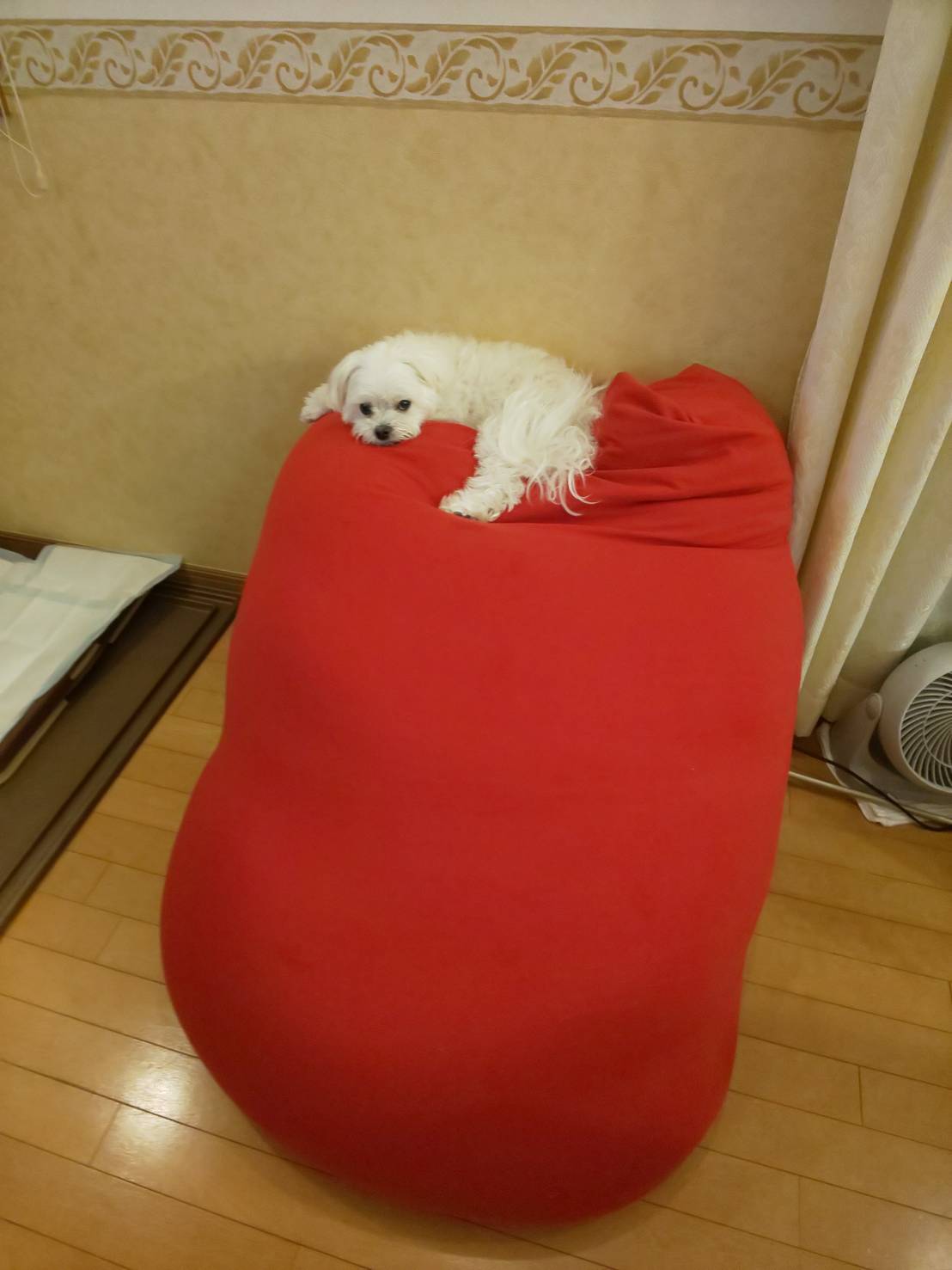 ぴーちゃん少し回復😄🍀_e0119092_12160400.jpg
