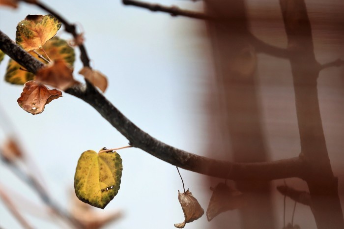 枯れ葉 やさしさとして思い出として