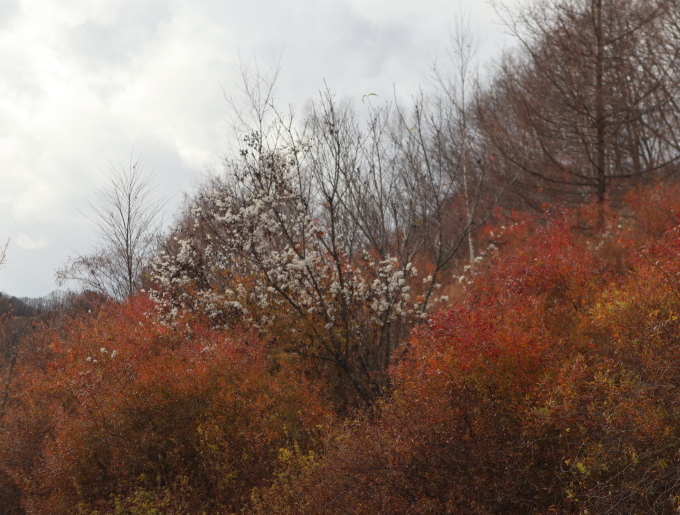 秋の遠足･････山の上庭園とアンディ＆ウイリアムボタニックガーデンへ_b0331802_19505493.jpg