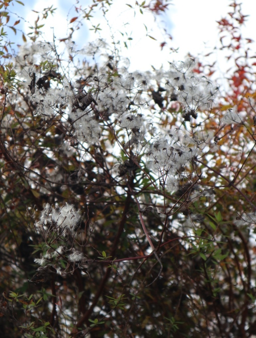 秋の遠足･････山の上庭園とアンディ＆ウイリアムボタニックガーデンへ_b0331802_19531440.jpg