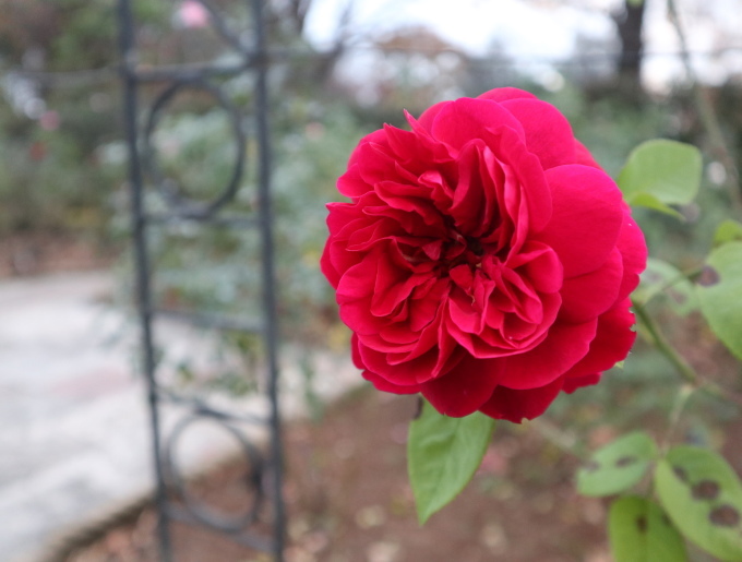 秋の遠足･････山の上庭園とアンディ＆ウイリアムボタニックガーデンへ_b0331802_19564977.jpg