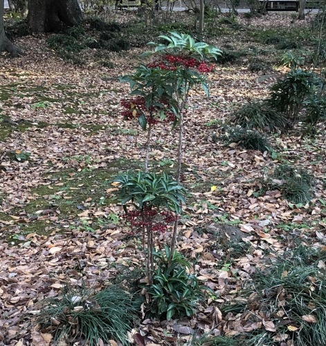 六義園 〜花・実編〜_b0407307_00365892.jpeg