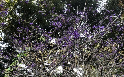 六義園 〜花・実編〜_b0407307_00380089.jpeg